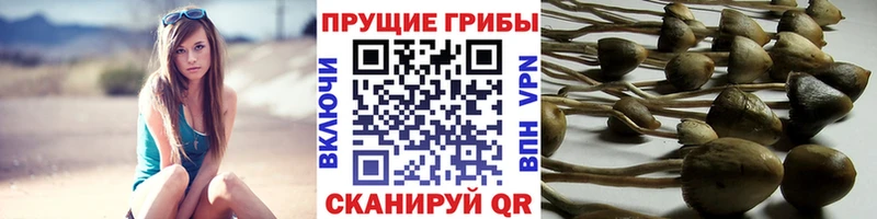 где купить Петрозаводск Псилоцибиновые грибы MAGIC MUSHROOMS